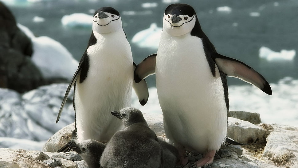 two white-and-black penguins HD wallpaper